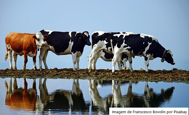 Qualidade da água pode melhorar eficiência na produção de leite, aponta estudo
