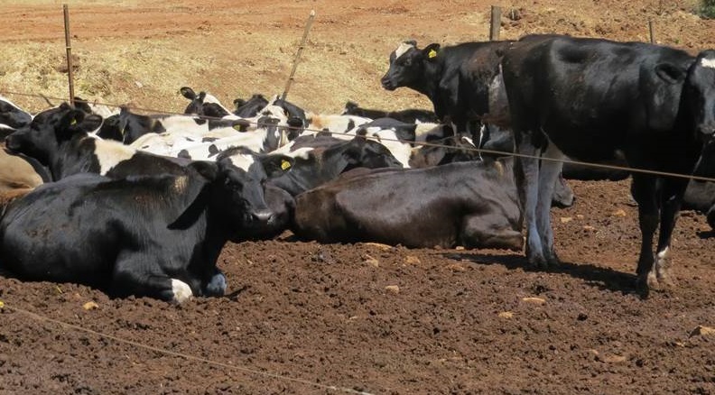 Minas Gerais e a busca pela excelência na produção de leite: avanços e desafios
