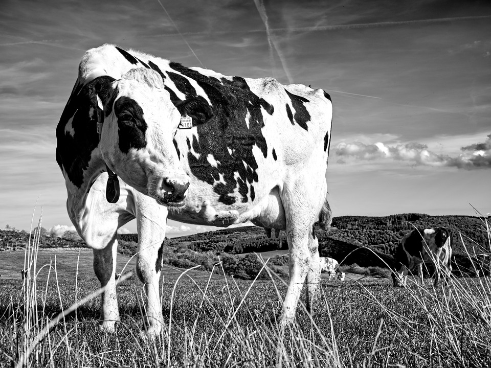 Programa gratuito de inseminação amplia rebanhos e melhora genética da pecuária leiteira e familiar em Sergipe