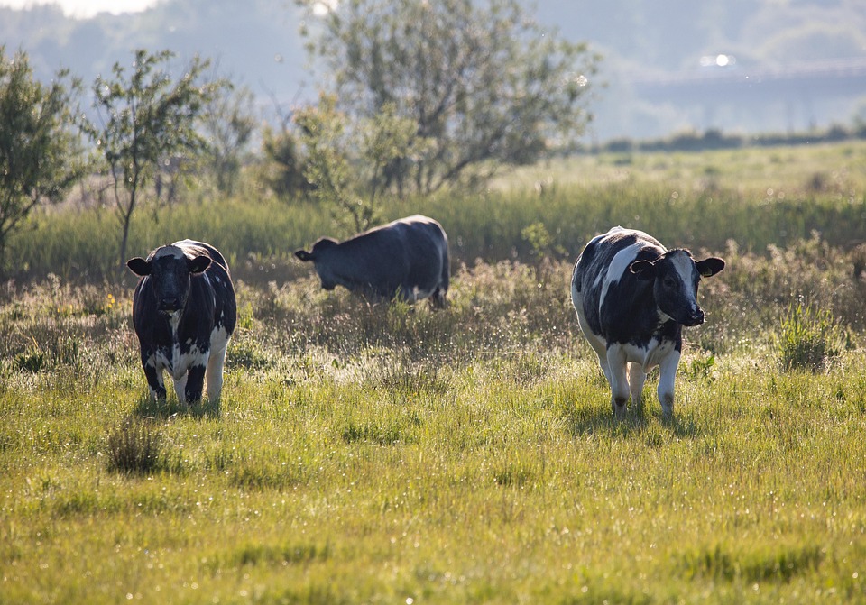 Santa Catarina bate recorde na produção de leite com 3,43 bilhões de litros; veja região que lidera produtividade