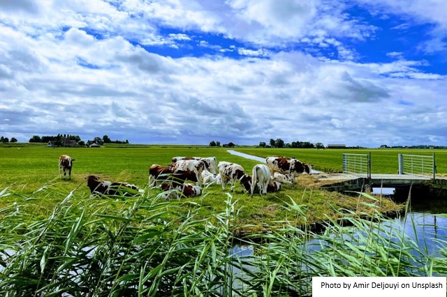 Fonterra eleva a previsão do FMP para 2026/27