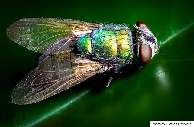 Arizona é o terceiro Estado infestado com a mosca-varejeira
