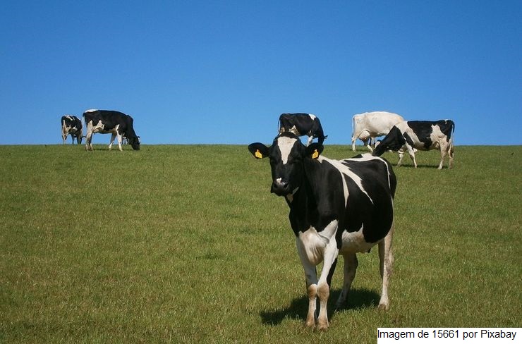 Aplicativo ajuda a calcular conforto térmico para bovinocultura de leite