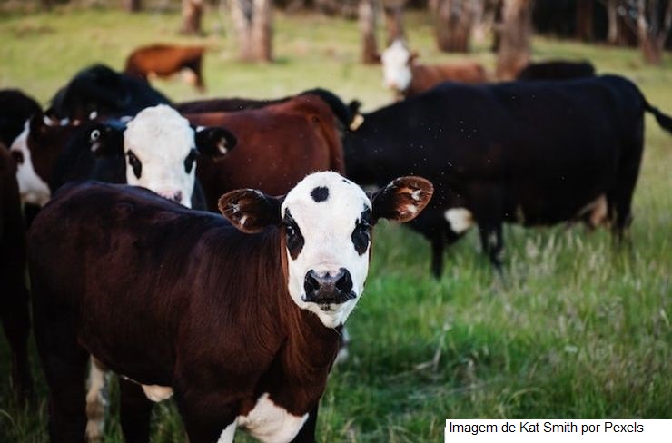 Bill Gates vê oportunidade e investe R$60 milhões no arroto das vacas
