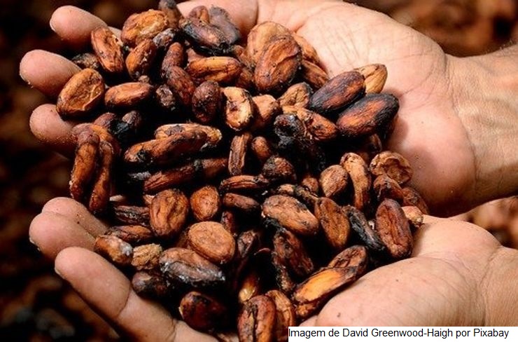 Recorde na produção baiana de cacau contribuiu para os excelentes resultados no mercado nacional de chocolates