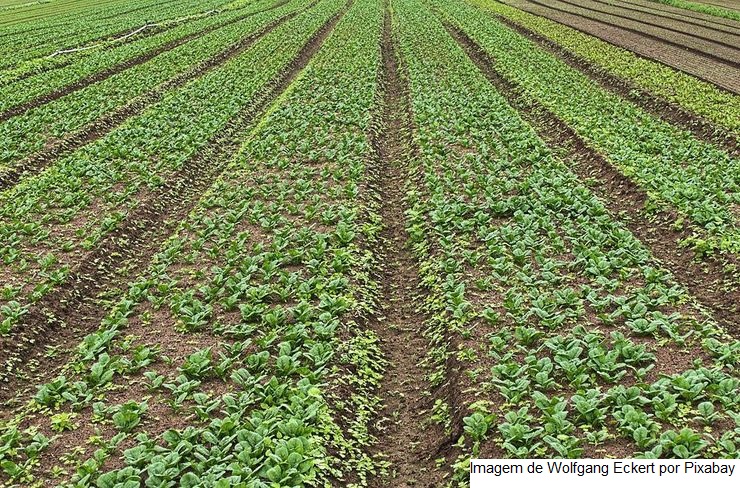 USDA deve reduzir safra de soja e aumentar de milho 22/23 dos EUA em novo boletim nesta 3ª feira (12)