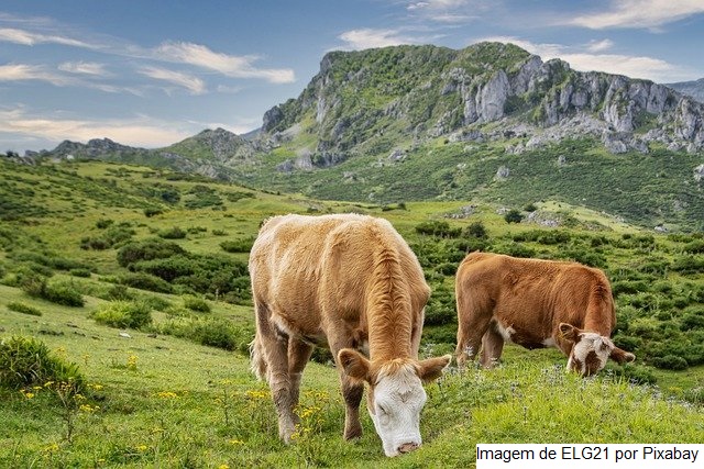 Nova Zelândia – Fonterra eleva o preço do leite ao produtor em 50 centavos