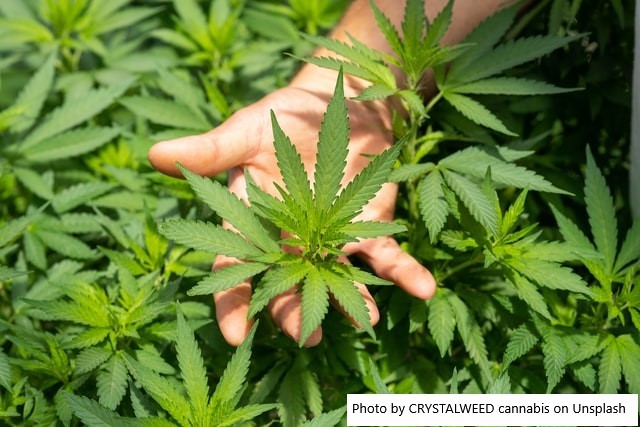 Argentina – O Congresso converteu em lei promoção da cannabis