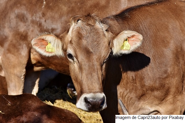 Imea divulga projeções para a agricultura e pecuária em 2022