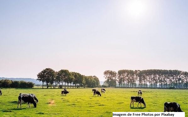 Brasil:Informe Agroindustrial 2º trimestre 2021 - Lácteos