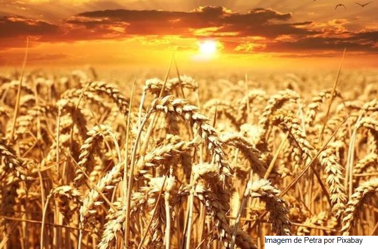 Trigo/Cepea: Geadas em algumas regiões deixam produtores em alerta