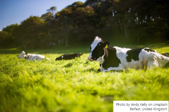 Irlanda – A produção de leite mostra queda interanual significativa pelo 4º mês consecutivo