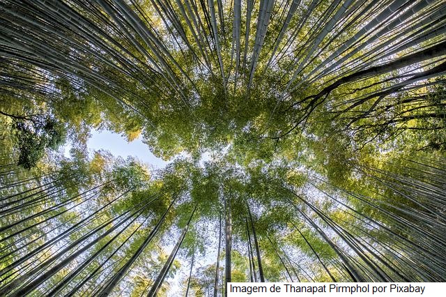 Decreto que cria mercado de carbono é passo importante para o agro, avalia CNA