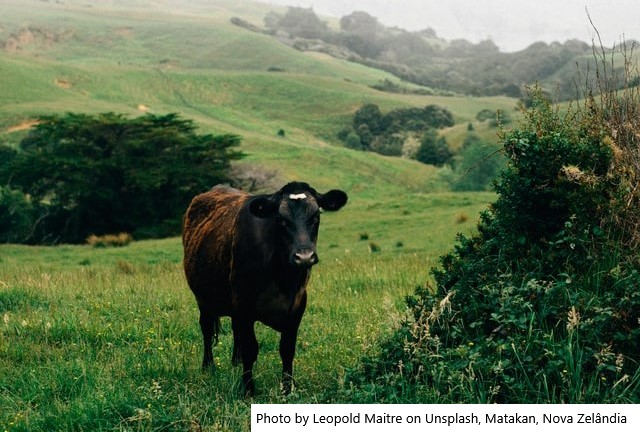 NZ – Bancos aumentam previsões de preços do leite