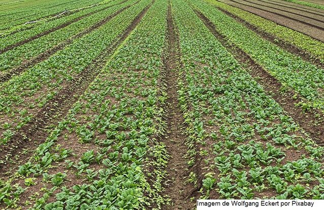 Área tratada com defensivos cresce 8,7% no 3º trimestre, mas Sindiveg alerta para escassez de matérias-primas importadas, aumento dos custos e risco …