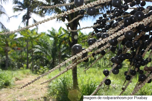 Bioeconomia Brasil leva capacitação e inovação para agricultores familiares desde 2019