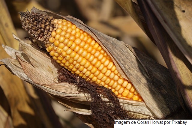USDA: Embarques semanais de soja, milho e trigo ficam dentro das expectativas do mercado