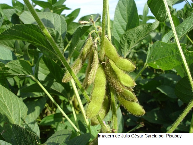 Cientistas avaliam fungicidas e cultivares para combater o pdridão de grãos na soja