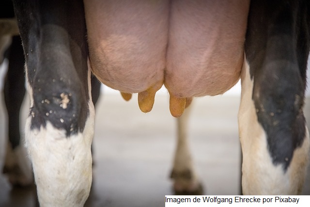 ATeG incentiva aumento no percentual de vacas em lactação