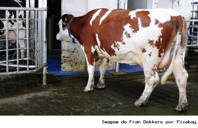 Pesquisador da Alemanha conhece trabalho da Epagri na produção sustentável de leite