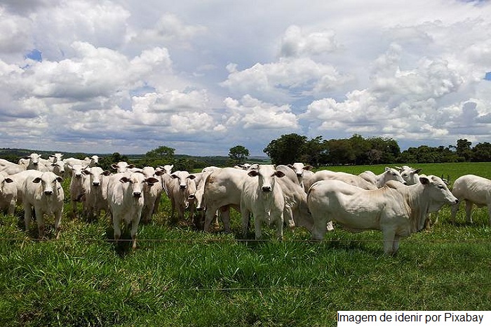 Minas Gerais se prepara para zona livre de aftosa “sem vacinação”