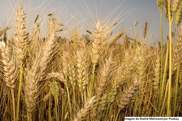 Melhora nas perspectivas para a economia brasileira sustenta crescimento da confiança do agronegócio