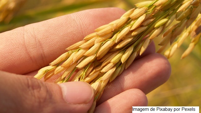 Arroz/Cepea: Demanda firme eleva preços em julho