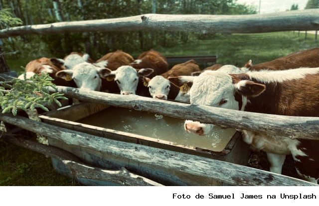 Aquecimento global e práticas de manejo impactam a pegada hídrica na produção leiteira