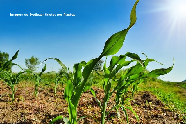 Publicado zoneamento agrícola do milho de primeira safra para 2021/2022