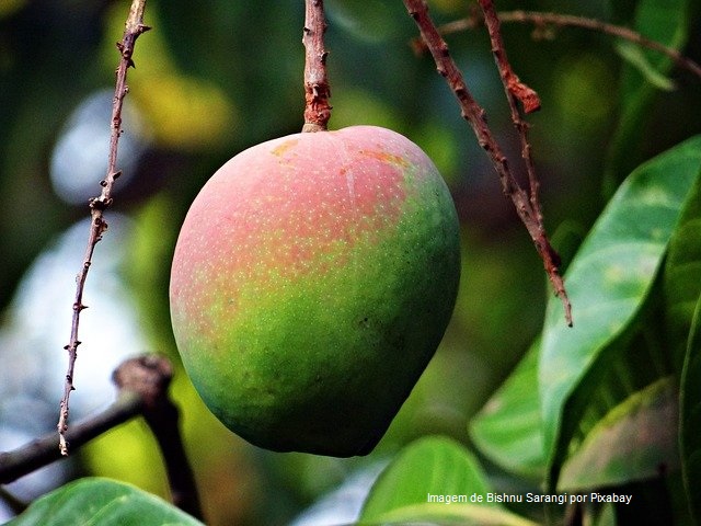 Seis produtos da agricultura familiar terão desconto nas parcelas do Pronaf em junho