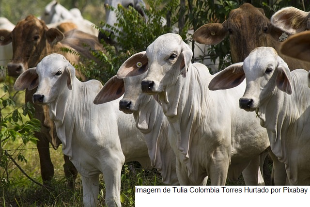 Ministério da Agricultura proíbe armazenamento, venda e uso de vacina contra aftosa em Goiás e outros estados