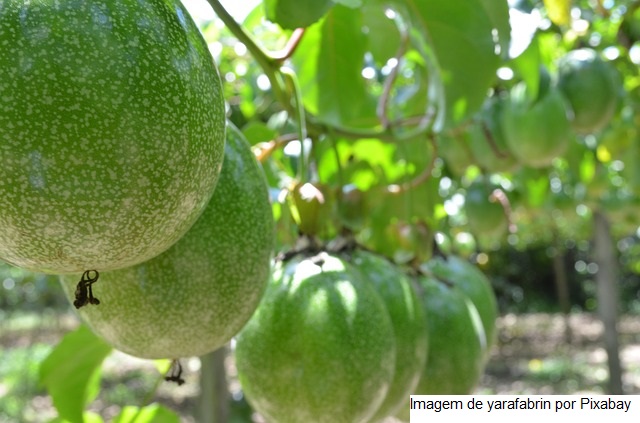 Seis produtos da agricultura familiar terão bônus de desconto do PGPAF em abril