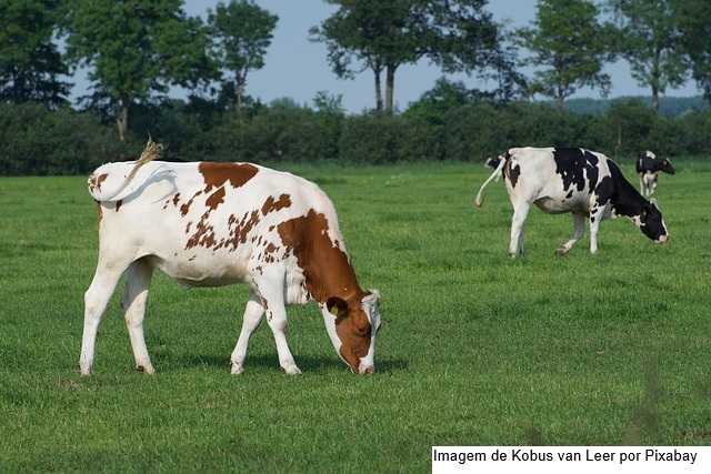 Governo de Goiás lança Programa de Melhoramento Genético Bovino para Agricultura Familiar
