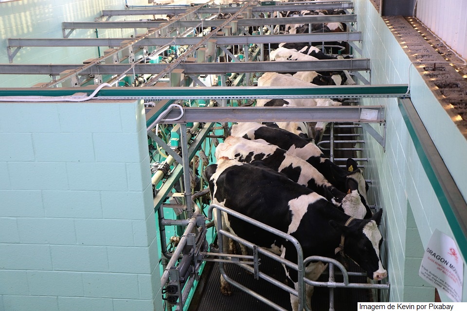 Tecnologias ganham força como aliadas na produção leiteira