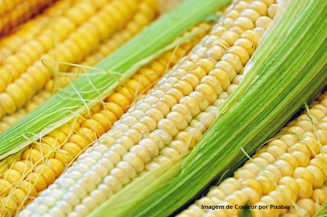 Prospera expande parceiros para capacitação de pequenos produtores de milho do Nordeste