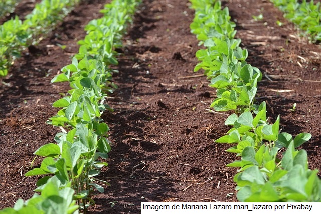 Agrodefesa alerta para o prazo final de semeadura da soja em Goiás