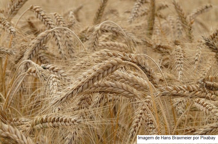 TRIGO/CEPEA: Valor externo do trigo continua em queda; no Brasil média segue recorde
