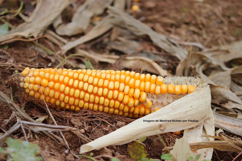 Cacto, capim e milho: combinação de forrageiras é boa fonte de nutrição para o gado
