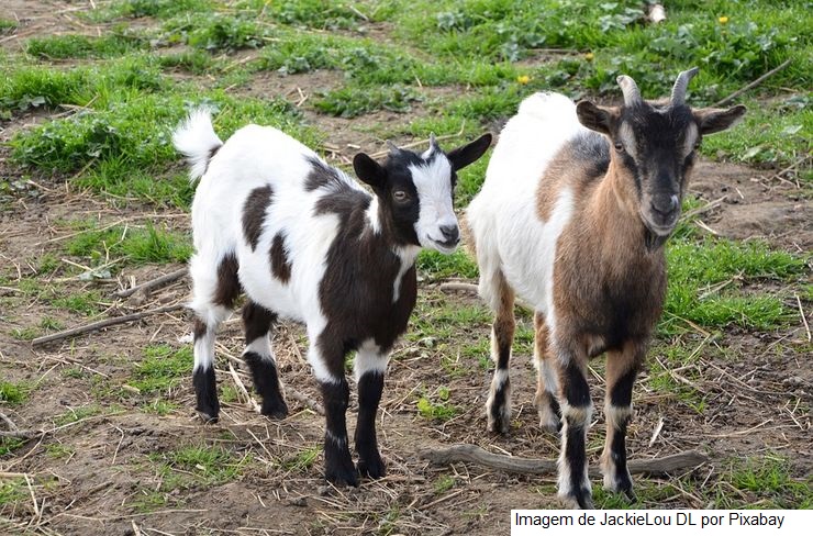 Técnica para inseminação artificial auxiliará melhoramento genético de caprinos e ovinos no Nordeste