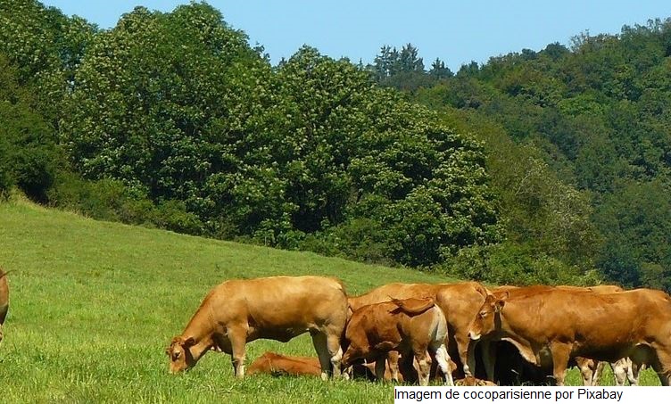 Práticas de Biosseguridade em Bovinos Leiteiros é tema de capacitação no E-Campo