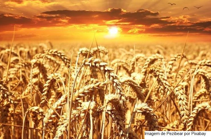 RIO GRANDE DO SUL – Custo de produção e acesso ao crédito devem determinar crescimento de área de trigo no estado