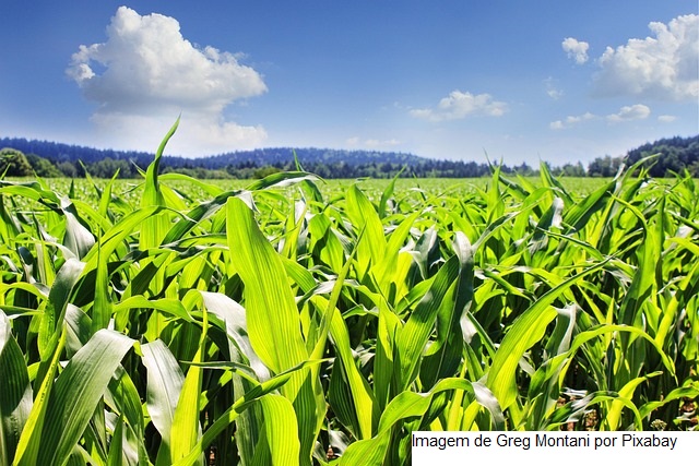 USDA: Plantio da soja começa acelerado nos EUA; milho vai à 8%
