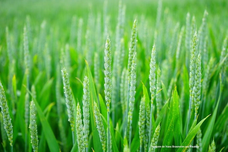 EPAMIG desenvolve cultivar de trigo mais adequada para silagem