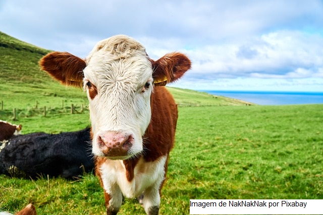 Os produtores de leite irlandeses podem esperar renda maior