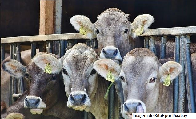 Preços agropecuários sobem 9,16% em julho, informa IEA