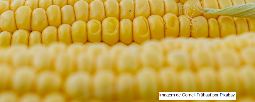 Logística, mercado de grãos e questões tributárias em debate durante Congresso Nacional de Milho e Sorgo