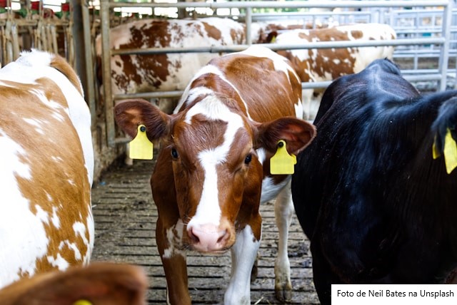 Com trabalho e investimentos, família Krug fortalece a produção de leite