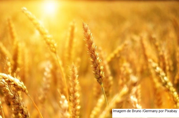 USDA: Vendas semanais de trigo dos EUA da safra 22/23 totalizam 477,8 mil t, acima das expectativas