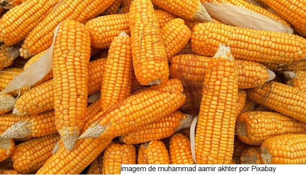 Leilões contemplam a aquisição de cerca de 30,5 toneladas de alimentos destinados a comunidades em insegurança alimentar
