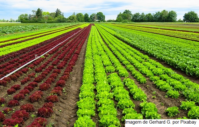 Representantes do Mercosul debatem políticas para agricultura familiar em 2021